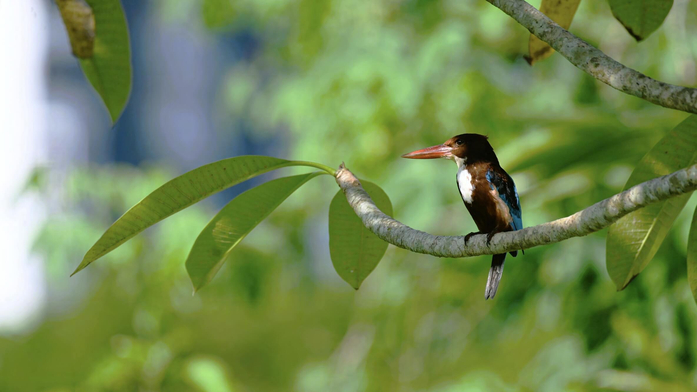 Bird Bird